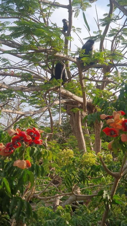 Mami Wata House Bed & Breakfast Kwale Exterior photo